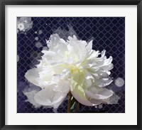 Framed White Peony-Scents of Heaven 2