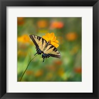 Framed Butterfly Portrait I