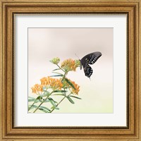 Framed 'Butterfly Portrait II' border=