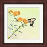 Framed 'Butterfly Portrait III' border=