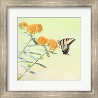 Framed 'Butterfly Portrait III' border=