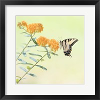 Framed 'Butterfly Portrait III' border=