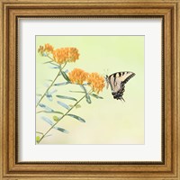 Framed 'Butterfly Portrait III' border=