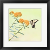 Butterfly Portrait III Framed Print