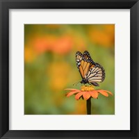 Framed Butterfly Portrait IV