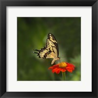 Framed Butterfly Portrait V