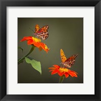 Butterfly Portrait VI Framed Print