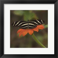 Butterfly Portrait VII Framed Print