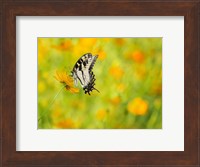 Framed Butterfly Portrait VIII