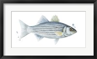 Chromatic Catch III Framed Print