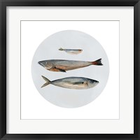 Three Fish II Framed Print