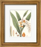 Framed 'Soft Tropical I' border=