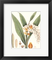 Framed 'Soft Tropical I' border=