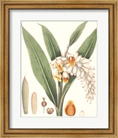 Framed 'Soft Tropical I' border=