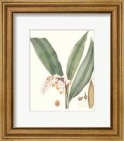 Framed 'Soft Tropical II' border=