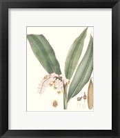 Framed 'Soft Tropical II' border=