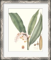 Framed 'Soft Tropical II' border=