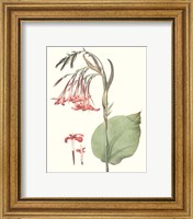 Framed 'Soft Tropical III' border=