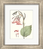 Framed 'Soft Tropical III' border=