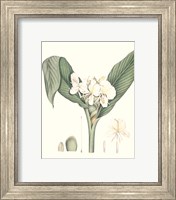 Framed 'Soft Tropical V' border=