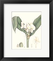 Framed 'Soft Tropical V' border=