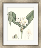 Framed 'Soft Tropical V' border=