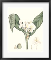 Framed 'Soft Tropical V' border=