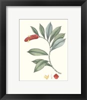 Framed 'Soft Tropical VI' border=