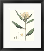 Framed 'Soft Tropical VIII' border=