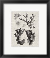 Framed 'Coral Specimen I' border=