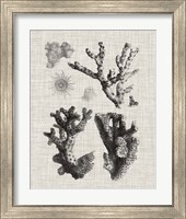 Framed 'Coral Specimen I' border=