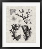 Framed 'Coral Specimen I' border=