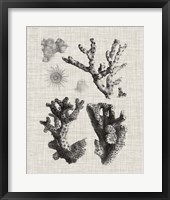 Coral Specimen I Framed Print