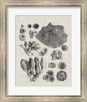 Framed 'Coral Specimen II' border=