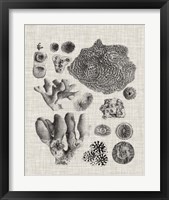 Framed 'Coral Specimen II' border=