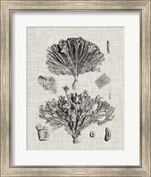 Framed 'Coral Specimen III' border=