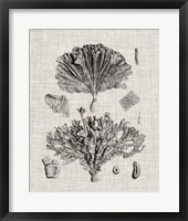 Coral Specimen III Framed Print