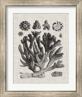 Framed 'Coral Specimen IV' border=