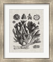 Framed 'Coral Specimen IV' border=