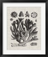 Framed 'Coral Specimen IV' border=