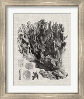 Framed 'Coral Specimen V' border=