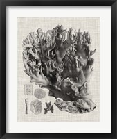 Framed 'Coral Specimen V' border=