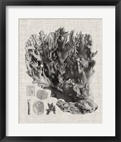 Coral Specimen V Framed Print