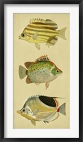 Framed Trio of Tropical Fish I