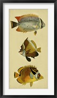 Trio of Tropical Fish II Framed Print