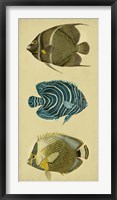 Framed Trio of Tropical Fish III