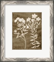 Framed 'Botanical in Taupe I' border=