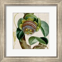 Framed 'Cropped Turpin Tropicals IV' border=