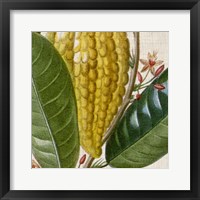 Cropped Turpin Tropicals VI Framed Print