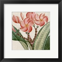 Framed 'Cropped Turpin Tropicals VII' border=